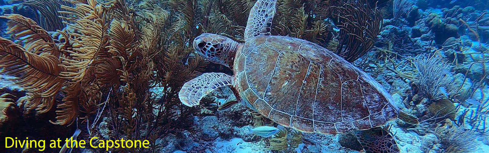 sea turtle off the coast of Bonaire with the text 